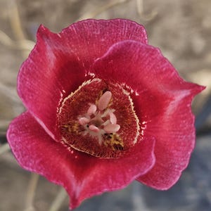 Butterfly Mariposa Seed Mix|Calochortus venustus|California Native Plants|native wildflowers|lily|Southwestern plant|Garden|Rare seeds