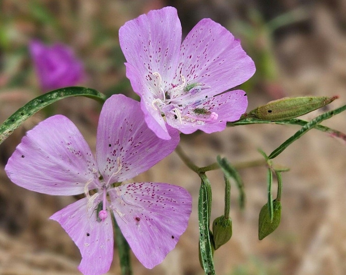 Speckled Clarkia Seeds|Clarkia cylindrica|California Native Plants|Native Wildflowers|Native Seeds|Southwestern|Gifts for Gardeners|Organic