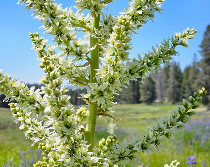 California False Hellbore Seeds| Veratrum californicum var. californicum|California Native Plant Seeds|Southwestern Native Wildflowers|Gifts