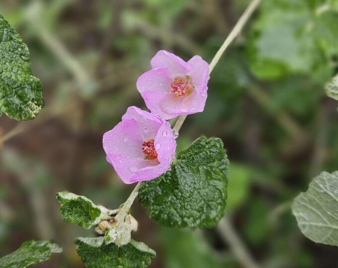 Chaparral Mallow Seeds|Malacothamnus fasciculatus|California Native Plants|California Native Wildflower Seeds|Southwestern Plants|Gardening