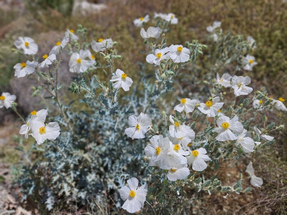 Prickly Poppy Seeds|chicalote|argemone Munita|desert Wildflower|gardening|organic|california  Native Plant|native Seeds|southwestern Wildflow - Etsy