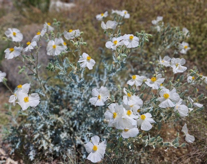 Prickly Poppy Seeds|Chicalote|Argemone munita|Desert Wildflower|Gardening|Organic|California Native Plant|Native seeds|Southwestern Wildflow