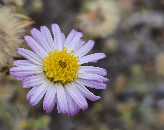 California Aster Seeds|Corethrogyne filaginifolia|California Native Plants|California Native Wildflowers|Southwestern Plants|Daisy|Garden