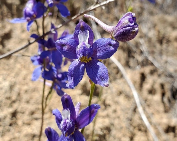 Parry's Larkspur Seeds|Delphinium parryi ssp. parryi|California Native Wildflowers|Native Plants|Native Seeds|Southwestern Flowers|Gardening