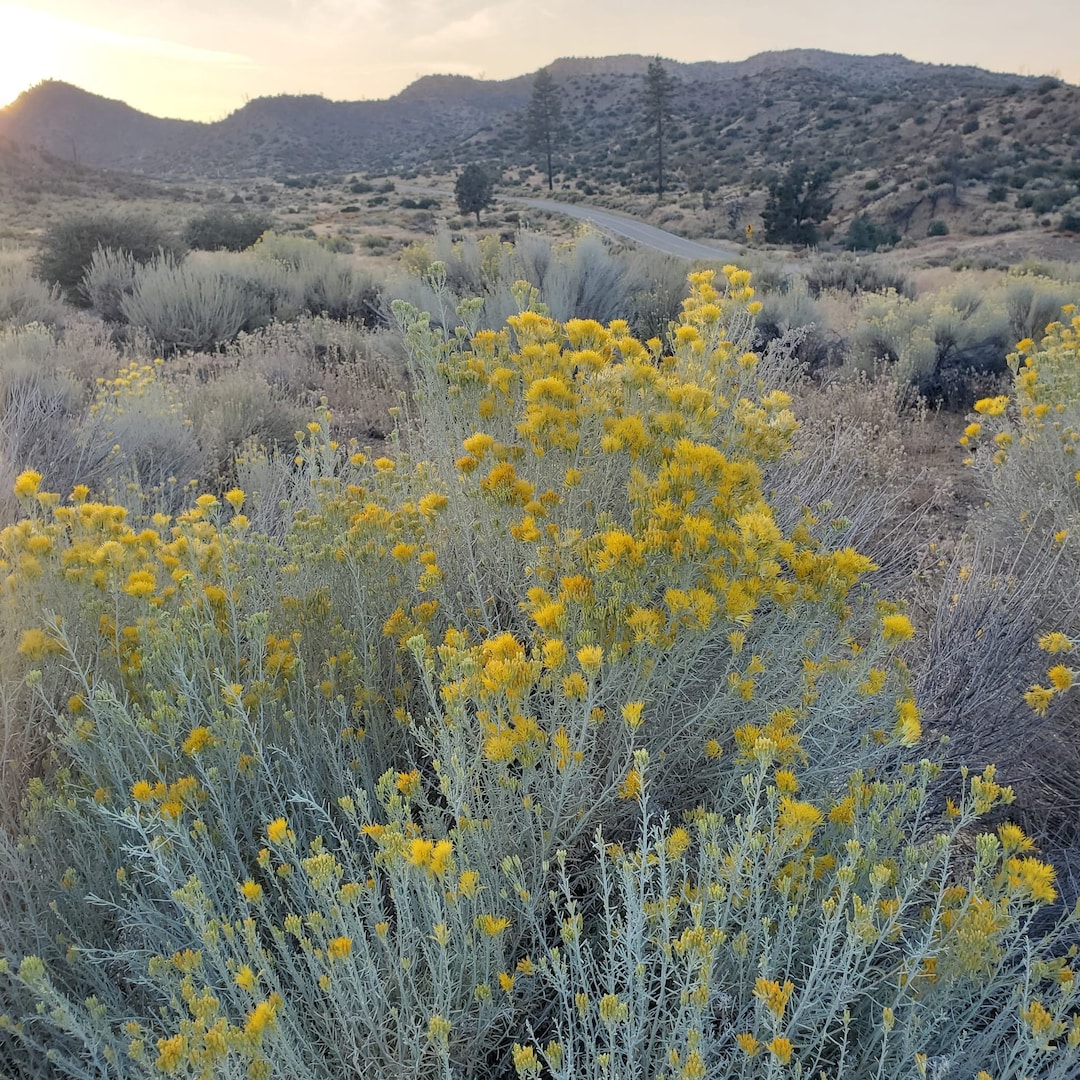 Rubber Rabbitbrush Seeds|ericameria Nauseosa|california Native ...