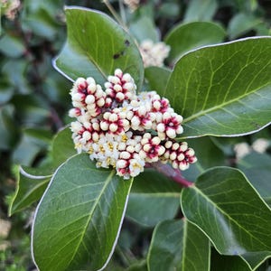 May include: Close-up of a plant with vibrant green leaves and clusters of small white and burgundy flowers. The leaves have a subtle white outline, and the background is blurred, highlighting the plant's details.