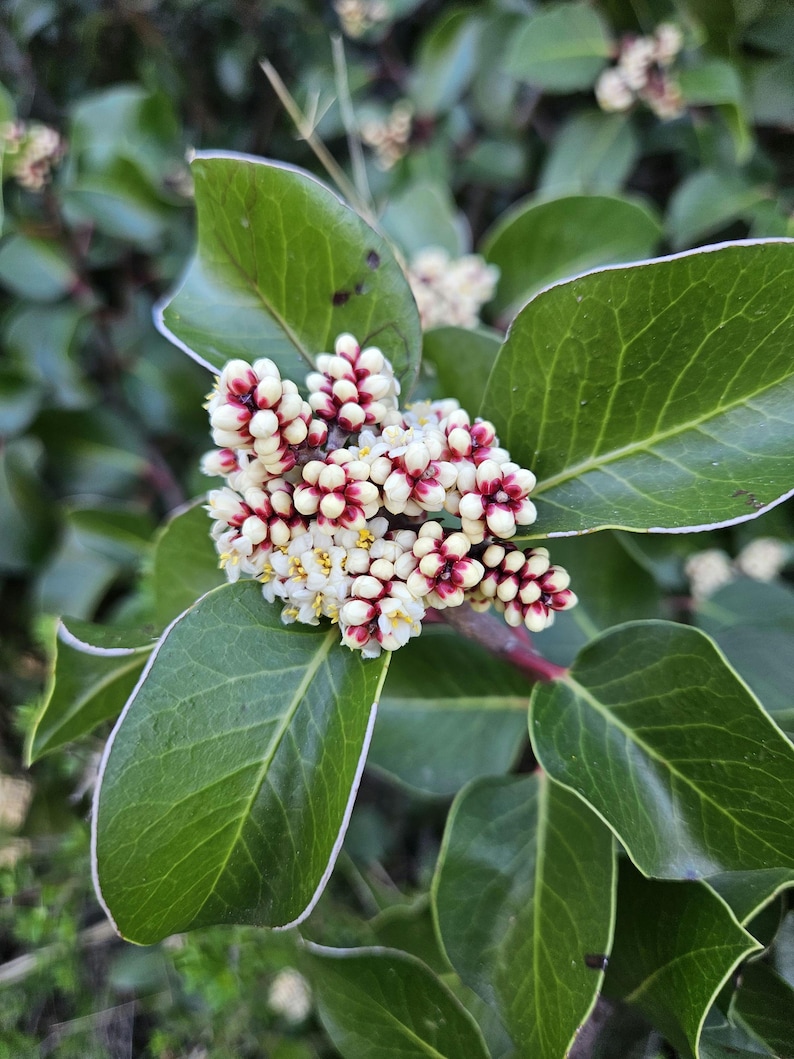 May include: Close-up of a plant with vibrant green leaves and clusters of small white and burgundy flowers. The leaves have a subtle white outline, and the background is blurred, highlighting the plant's details.