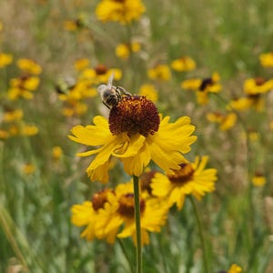 Bigelow's Sneezeweed Seeds|Helenium bigelovii|California Native Plants|Native Wildflowers|Daisy|California Flowers|Mountain Meadow Plants