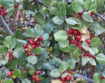 Hollyleaf Redberry Seeds|Rhamnus ilicifolia|California Native Plants|Native Tree Seeds|Southwestern Plants|Gift for Plant lover|Organic seed