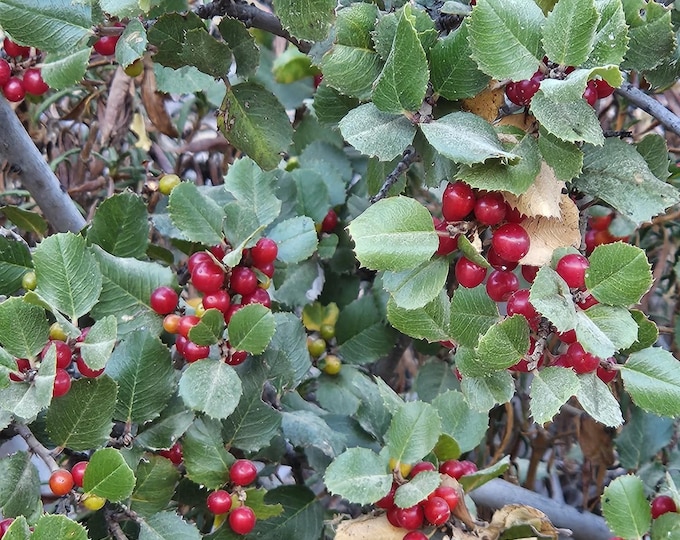 Hollyleaf Redberry Seeds|Rhamnus ilicifolia|California Native Plants|Native Tree Seeds|Southwestern Plants|Gift for Plant lover|Organic seed