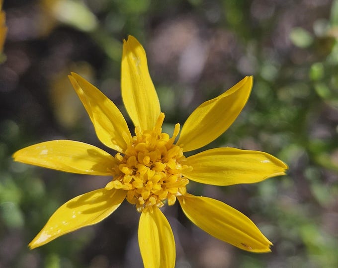 Linear Leaved Goldenbush Seeds|Ericameria linearifolia|California Native Plants|Native Wildflowers|Southwestern Flowers|Gifts for Gardeners