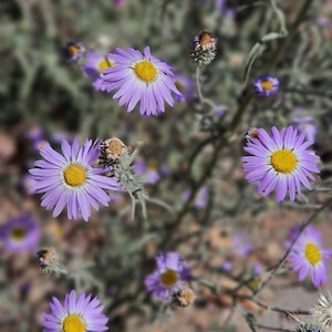 May include: A close-up of a cluster of purple wildflowers with yellow centers. The flowers are growing in a field of green grass.