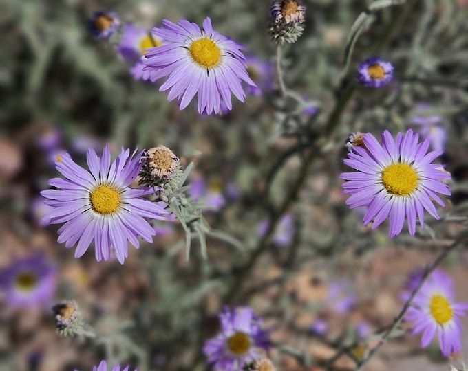 Hoary Aster Seeds|Dieteria asteroides|California native seeds|Native Plants|Aster| Daisy|Desert Wildflower|Native Seeds|Southwestern|Daisy