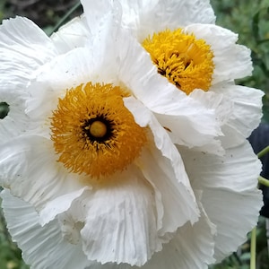 Coulter&#39;s Matilija Poppy Seeds|Romneya coulteri|Wildflower|Rare|California Native Plant|Native Plants|Southwestern Wildflowers|Garden|Gifts