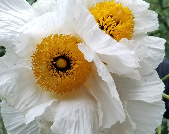 Coulter's Matilija Poppy Seeds|Romneya coulteri|Wildflower|Rare|California Native Plant|Native Plants|Southwestern Wildflowers|Garden|Gifts