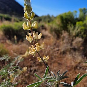 Father Crowley's Lupine SeedsLupinus padre-crowleyiNative PlantWildflowerWildflowerCalifornia NativeOrganicGardeningRareSouthwest image 5