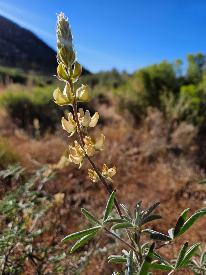 Father Crowley's Lupine SeedsLupinus padre-crowleyiNative PlantWildflowerWildflowerCalifornia NativeOrganicGardeningRareSouthwest image 5