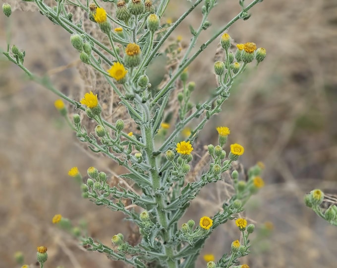 Telegraph Weed Seeds|Heterotheca grandiflora|California Native Plants|Native Wildflowers|Native Wildflower Seeds|Daisy|Southwestern Plants