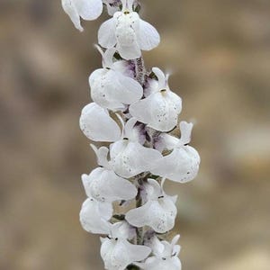 May include: A vertical image of a plant stem with white flowers. The flowers are clustered along the stem, with a few in full bloom and others still in bud. The background is a soft, blurred mix of browns and tans.