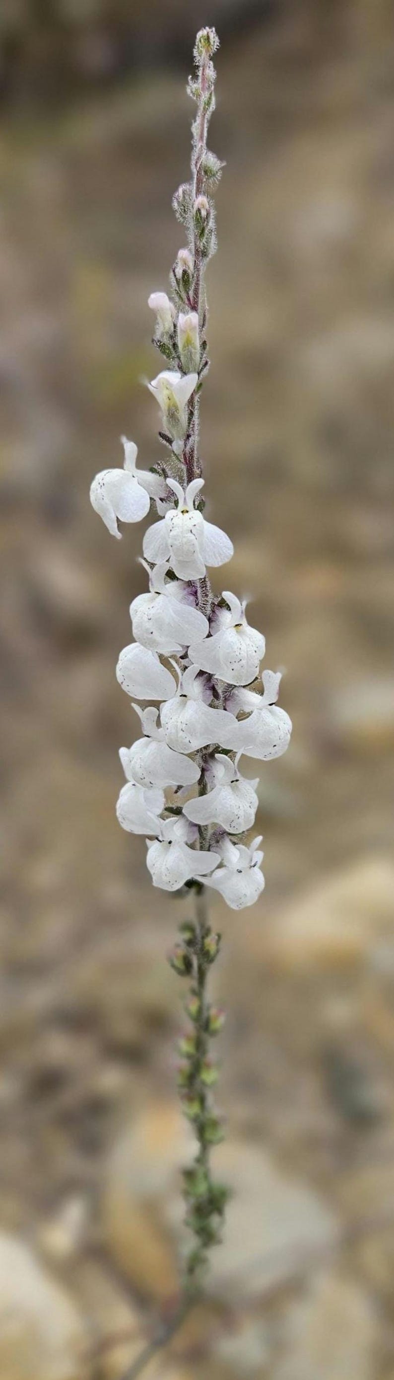 May include: A vertical image of a plant stem with white flowers. The flowers are clustered along the stem, with a few in full bloom and others still in bud. The background is a soft, blurred mix of browns and tans.