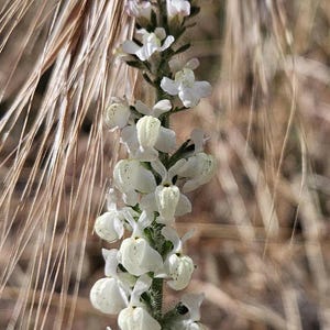May include: Close-up of a flowering plant with a tall, green stem and small white flowers. The flowers are clustered along the stem, with a backdrop of dry, tan-colored grasses. The plant is in focus.