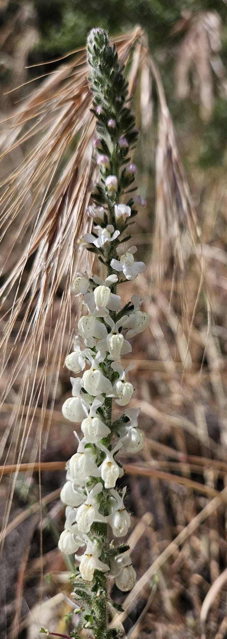 May include: Close-up of a flowering plant with a tall, green stem and small white flowers. The flowers are clustered along the stem, with a backdrop of dry, tan-colored grasses. The plant is in focus.