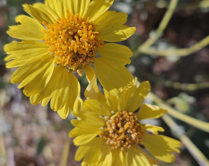 Acton Encelia Seeds|Encelia actoni|California Native Wildflowers|Native Plants|Desert|Native Seeds|Desert Plants|Daisy|Aster|Brittlebush