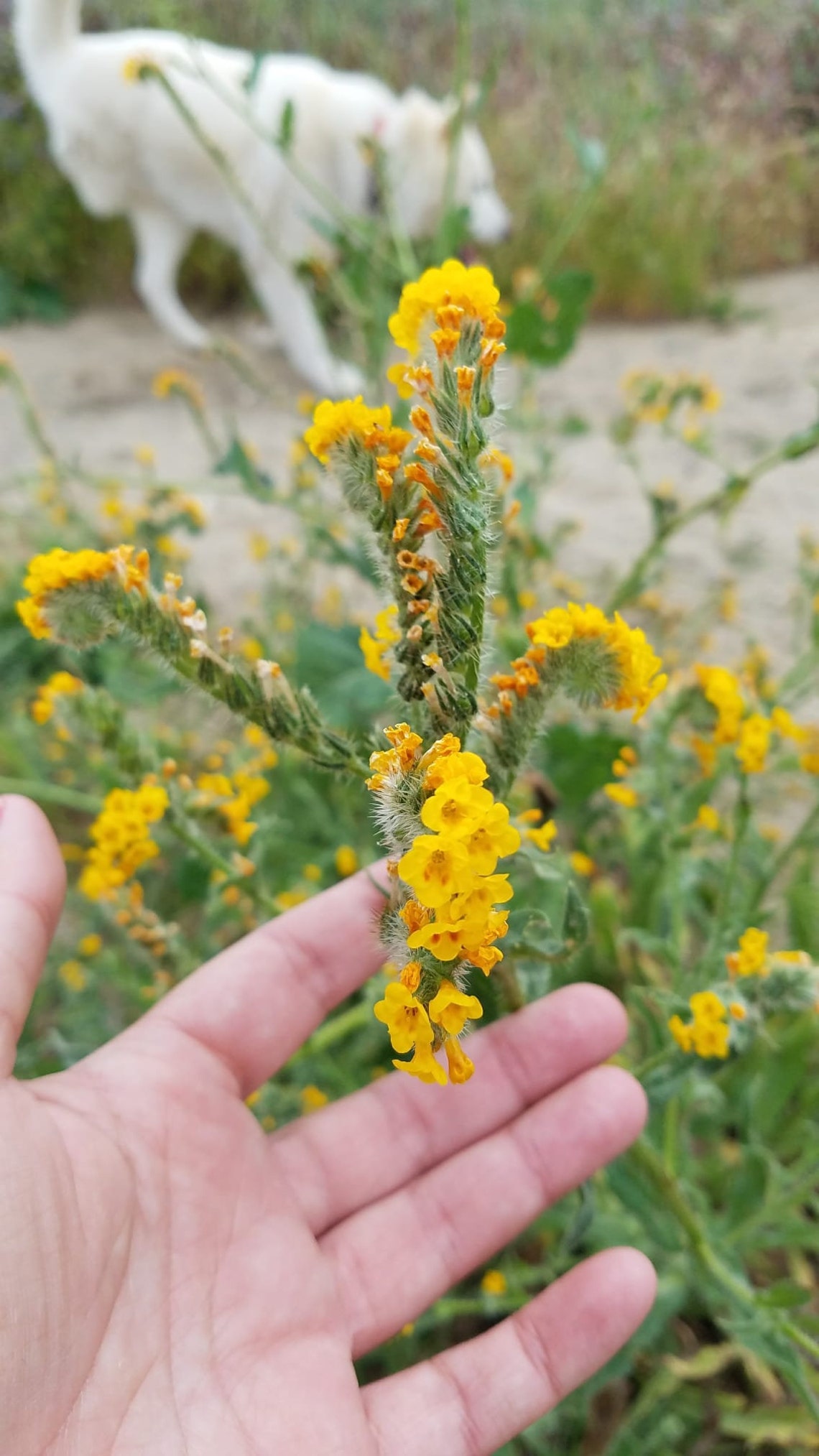 Common Fiddleneck Seeds|amsinckia Intermedia|california Native ...