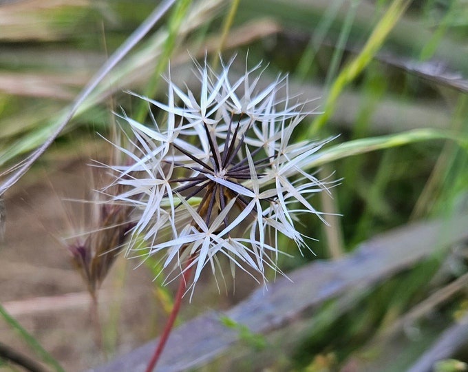 Lindley's Silverpuff Seeds|Uropappus lindleyi|California Native Wildflowers|California Native Plants|Southwestern|Desert Plant|Native seeds|