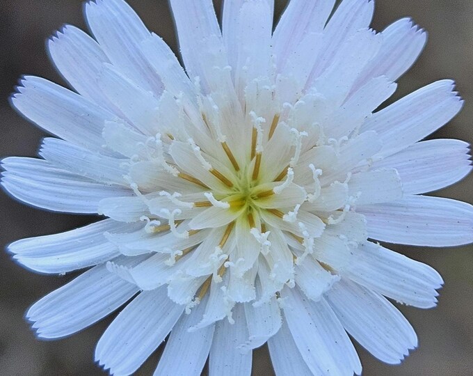 Cliff Aster Seeds|Malacothrix saxatilis|California Native Plants|Native Wildflowers|Southwestern Wildflower|Desert Dandelion|Gift for Garden