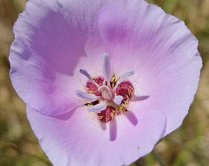 Palmer's Mariposa Lily Seeds|Calochortus palmeri|California Native Wildflower|Native Seeds|Southwestern Wildflowers|Native Plants|Organic