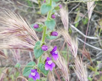 Nuttall's Snapdragon Seeds|Antirrhinum nuttallianum|California Native Plants|Native Wildflowers|Native Seeds|Southwestern Flower|Gift|Garden