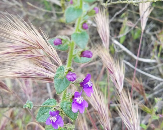Nuttall's Snapdragon Seeds|Antirrhinum nuttallianum|California Native Plants|Native Wildflowers|Native Seeds|Southwestern Flower|Gift|Garden