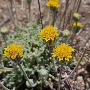 Common Yellow Chaenactis Seeds|Chaenactis glabriuscula|California Native Wildflower|California Native Plant Seeds|Southwestern Wildflowers