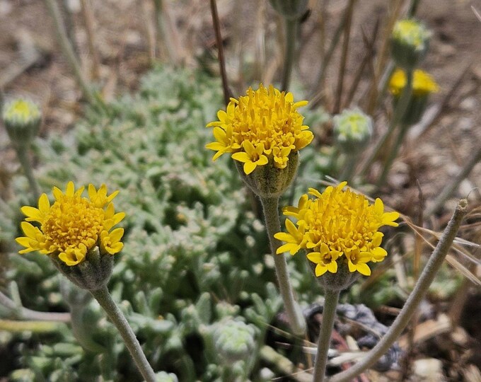 Common Yellow Chaenactis Seeds|Chaenactis glabriuscula|California Native Wildflower|California Native Plant Seeds|Southwestern Wildflowers