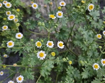 May include: A close-up of a field of white daisies with yellow centers. The daisies are in various stages of bloom, with some fully open and others still in bud. The daisies are growing in a field of green grass.