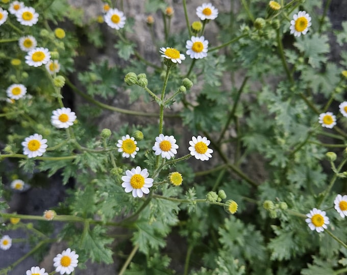 Emory's Rockdaisy Seeds|Perityle emoryi|Daisy|California Native Plants|California Wildflowers|Native Seeds|Desert Plants|Southwestern Plants