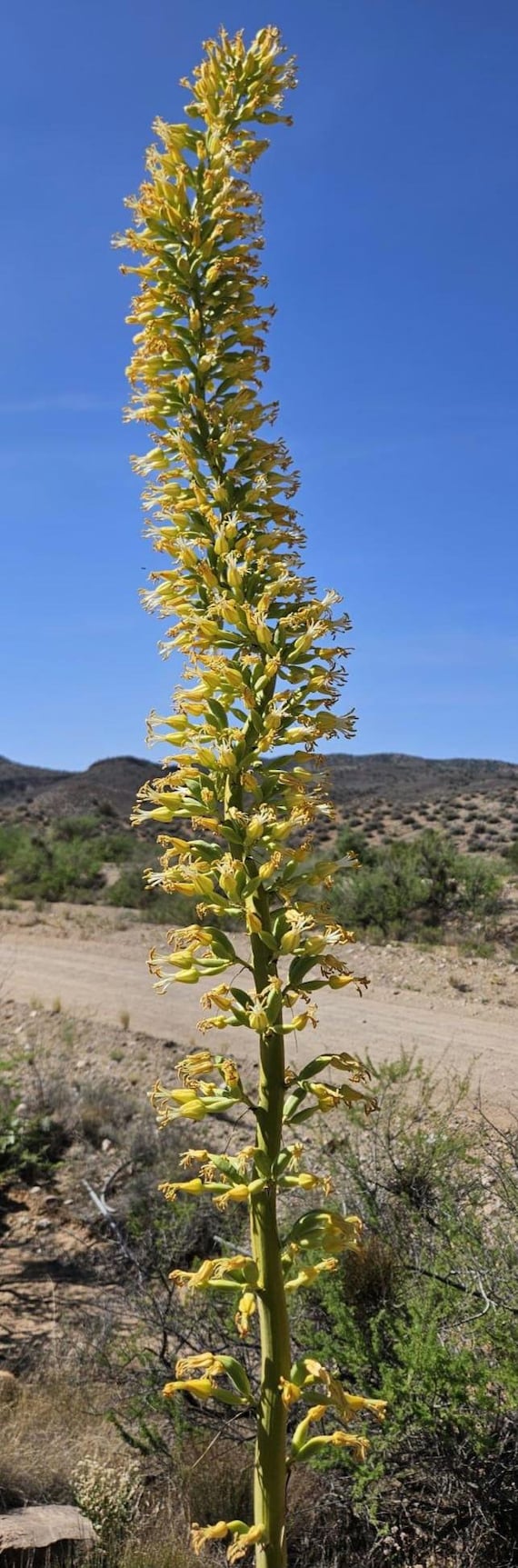 Utah Agave Seeds|agave Utahensis|arizona Native Plants|native Agave  Plants|desert Plants|cactus|desert Plant Seeds|gift for Gardener|rare| -  Etsy