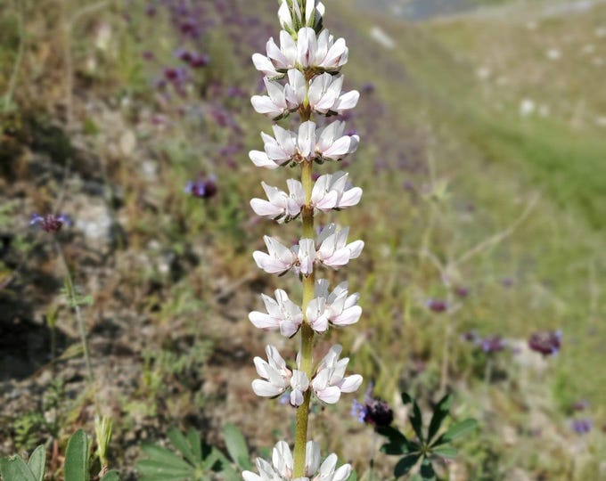 Chick Lupine Seeds|Lupinus microcarpus|California Native Plants|Native Wildflower Seeds|Lupine|Southwestern Plants|Gift for Plant Lover
