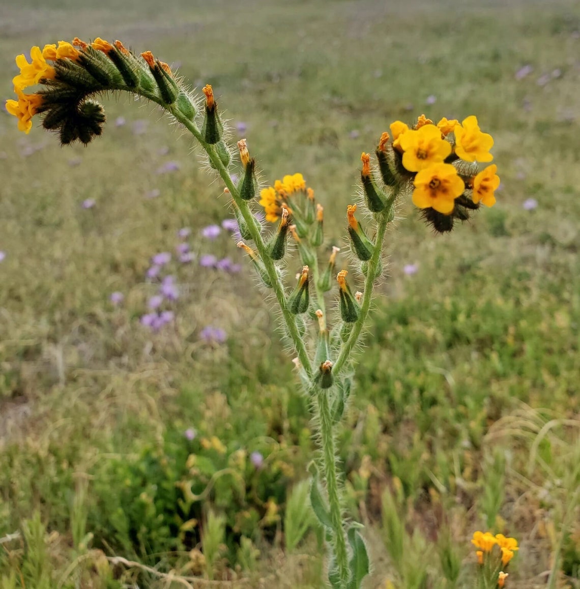 Common Fiddleneck Seeds|amsinckia Intermedia|california Native ...