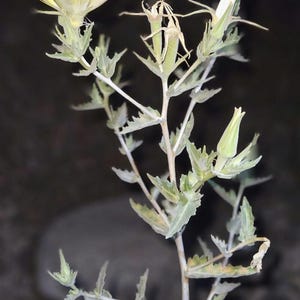 May include: Close-up of a plant with a yellow flower and green leaves. The flower has multiple yellow stamens. The plant's stem is thin and light green, with small, serrated leaves. The background is dark and out of focus.
