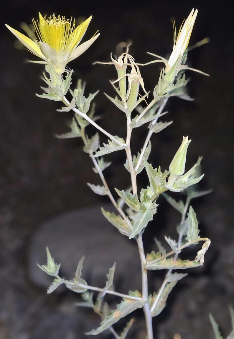 May include: Close-up of a plant with a yellow flower and green leaves. The flower has multiple yellow stamens. The plant's stem is thin and light green, with small, serrated leaves. The background is dark and out of focus.