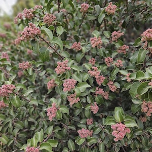May include: Close-up of a bush with green leaves and clusters of small, pink flowers. The flowers are in full bloom, creating a textured appearance. The image is well-lit, showcasing the natural colors and details of the plant.