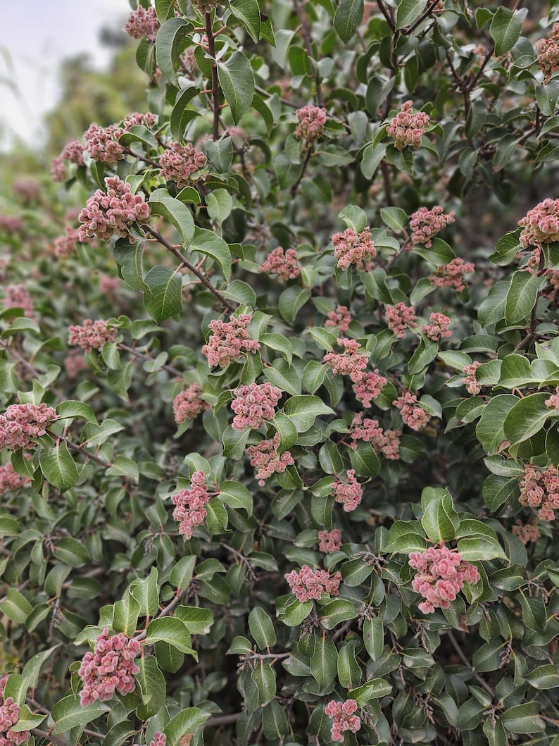May include: Close-up of a bush with green leaves and clusters of small, pink flowers. The flowers are in full bloom, creating a textured appearance. The image is well-lit, showcasing the natural colors and details of the plant.