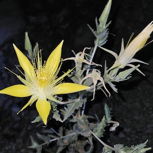May include: A close-up of a vibrant yellow flower with long stamens and pointed petals. The flower is in full bloom, with several buds and seed pods visible. The plant has green leaves and stems, set against a dark background.