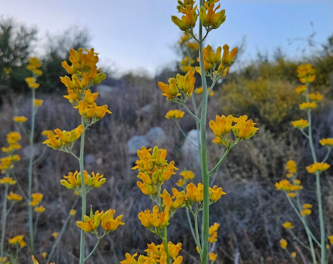 Golden Ear Drops Seeds|Ehrendorferia chrysantha|California Native Plants|Southwestern Wildflowers|Native Seeds|Rare Seeds|Native Wildflowers