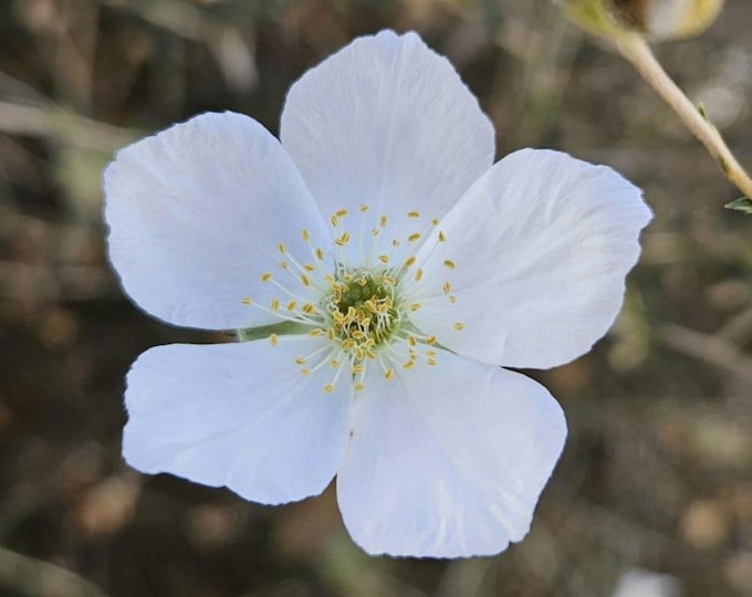 Apache Plume Seeds|Fallugia paradoxa|California Native Plants|Native Wildflowers|California Native Seeds|Desert Plants|Southwestern Plants