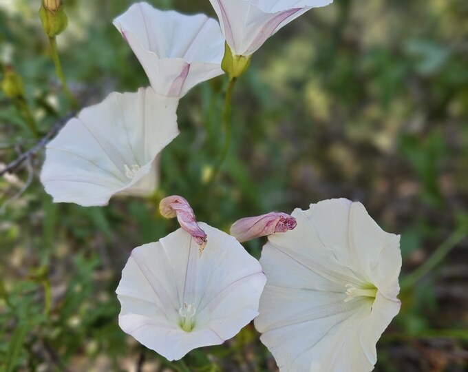 Island Morning Glory Seeds|Calystegia macrostegia|California Native Plants|Native Wildflowers|Native Seeds|Southwestern Plants|Coastal Plant