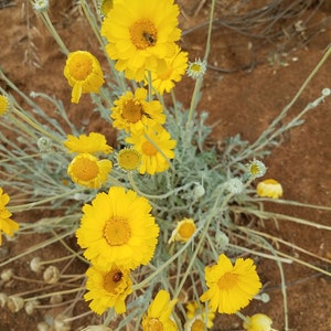 Wild Marigold Seeds|Baileya multiradiata|California Native Wildflower|Native Seeds|Desert Marigold|Native Plants|Desert|Daisy|Southwestern