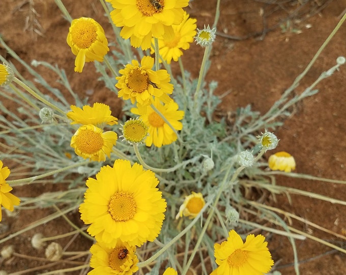 Wild Marigold Seeds|Baileya multiradiata|California Native Wildflower|Native Seeds|Desert Marigold|Native Plants|Desert|Daisy|Southwestern